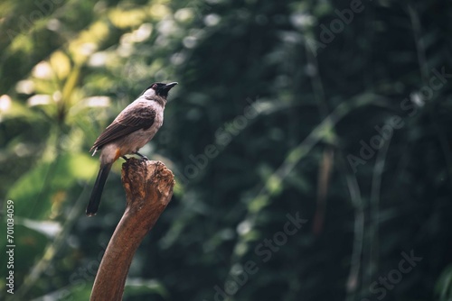 The sooty headed bulbul bird, Pycnonotus aurigaster is perching on the tree. Indonesia locally name is Kutilang bird