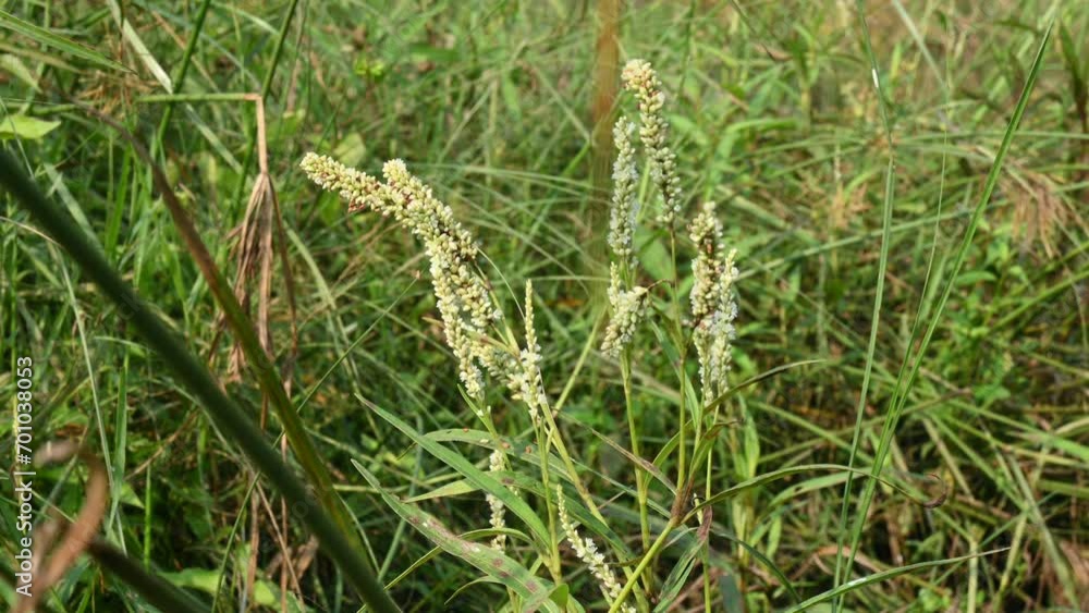 Persicaria hydropiper plant. It's other name water pepper, marshpepper knotweed, arse smart plant, tade plant and Polygonum hydropiperis. This is a plant of the family Polygonaceae.
Persicaria hydropiper plant. It's other name water pepper, marshpepper knotweed, arse smart plant, tade plant and Polygonum hydropiperis. This is a plant of the family Polygonaceae.