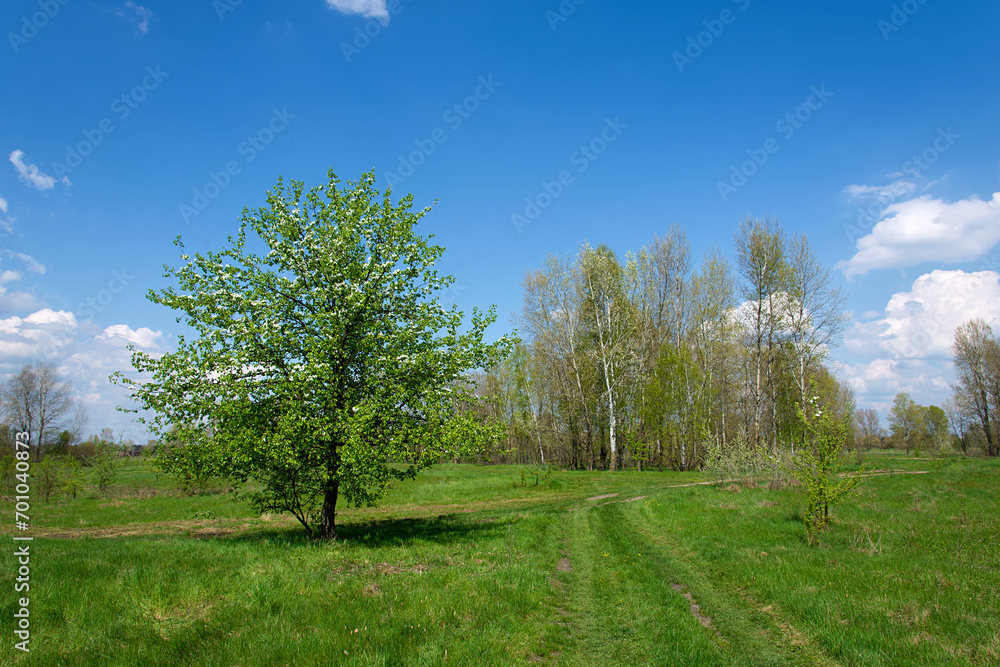 Fototapeta premium Spring landscape with green grass and trees. Breaking grass in spring under the blue sky, grass texture. Beautiful morning light of rural nature with blooming pear fruit tree.