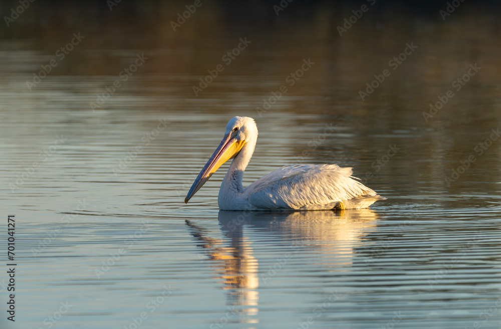 White pelican floating in the water White pelican floating in the water