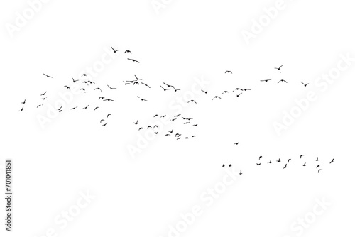 Flying birds. Vector images. White background. 