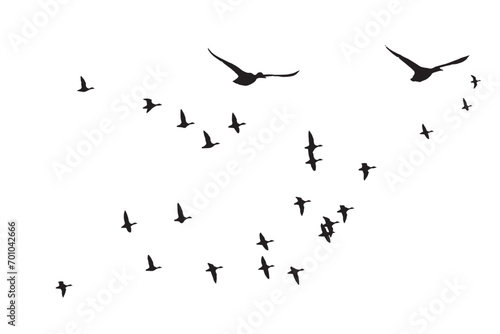 Flying ducks. Vector images. White background. 