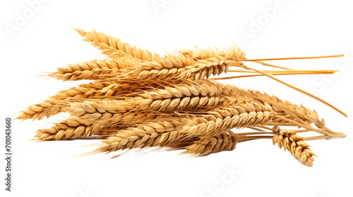 Wheat Crop Placed on Transparent Background 