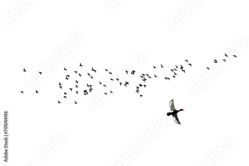 Flying ducks. Vector images. White background. 