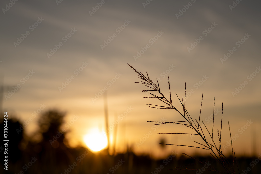 Sunset rice green field background.