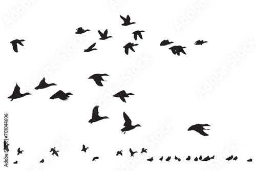 Flying ducks. Vector images. White background.  © serkanmutan