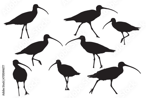 Curlews. Vector images. White background.  photo