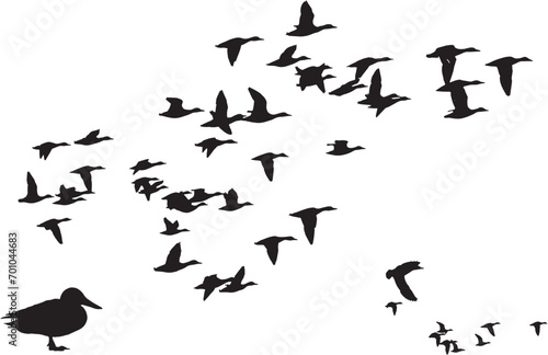 Flying ducks. Vector images. White background. 