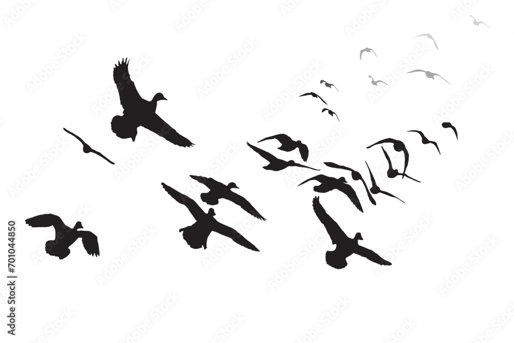 Flying ducks. Vector images. White background. 