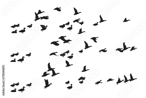 Flying ducks. Vector images. White background.  © serkanmutan