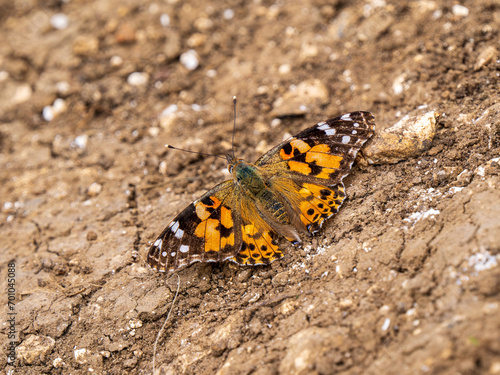 Painted Lady Butterfly Resting on the Ground