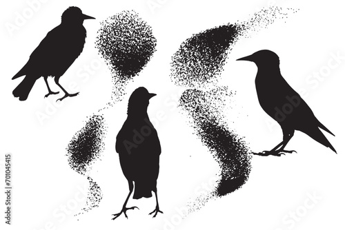 Starlings. Vector images. White background.