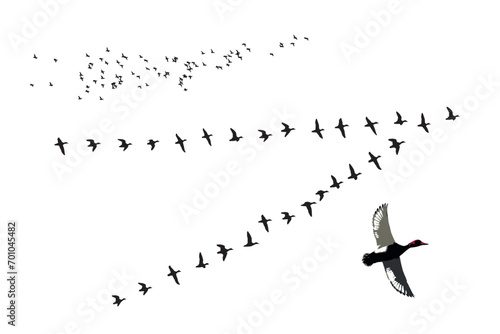 Flying ducks. Vector images. White background.  photo