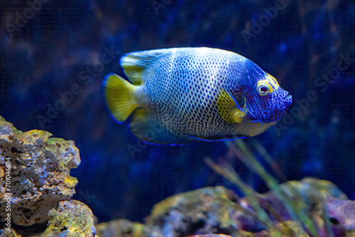 Blueface angelfish swimming between rocks © Snoopy42
