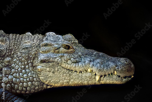 close up of a crocodile head