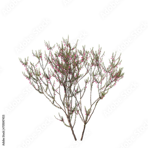Epacris impressa, common heath, Ericaceae, evergreen, small tree, bush, tree, big tree, light for daylight, easy to use, 3d render, isolated
