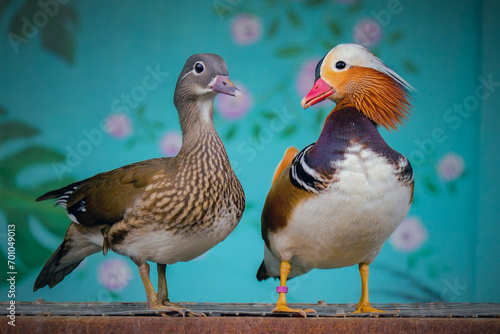 couple mandarin ducks