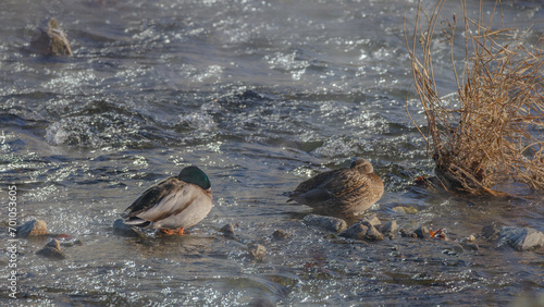 On a foggy winter morning, Spot-billed ducks are resting in a river. photo