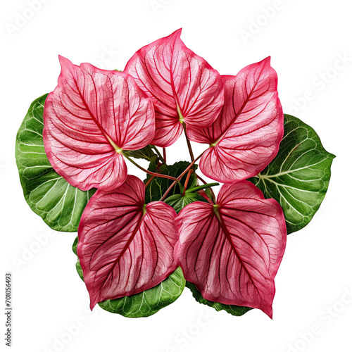 Red Caladium leaves pattern or elephant ear the tropical foliage plant bush isolated on transparent background 