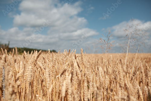 wheat field and clear blue sky at summer day
