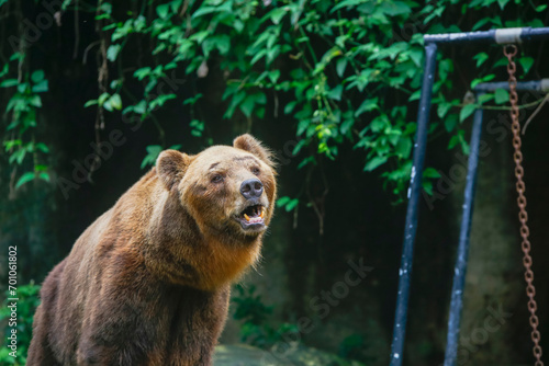 Closeup of huge adult brown bear looking Something. in Dehiwala © vijay
