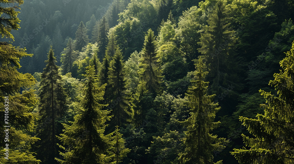 Various species of trees forming dense forest AI Generated Stock Photo