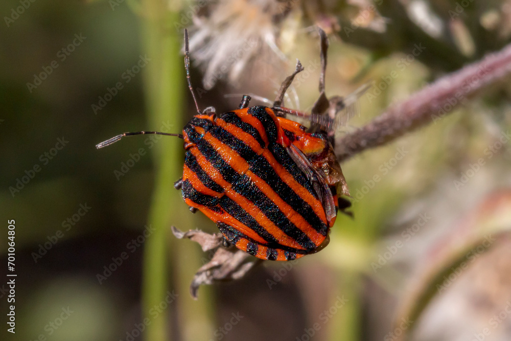 Italian striped bug (Graphosoma italicum) on a leaf Italian striped bug (Graphosoma italicum) on a leaf