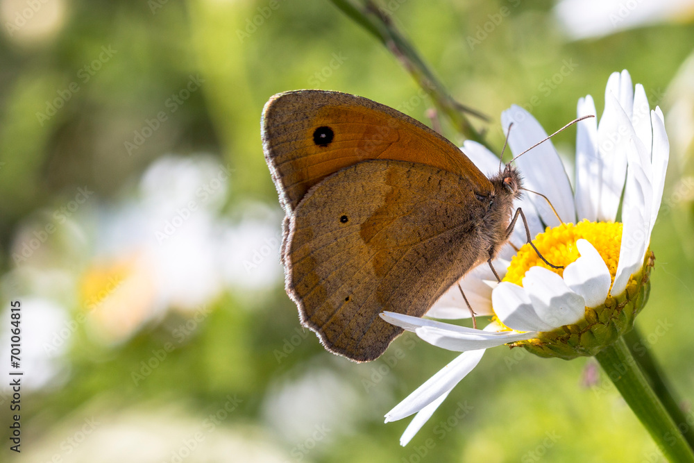 Obraz premium A meadown brown (Maniola jurtina) butterfly foraging a daisy