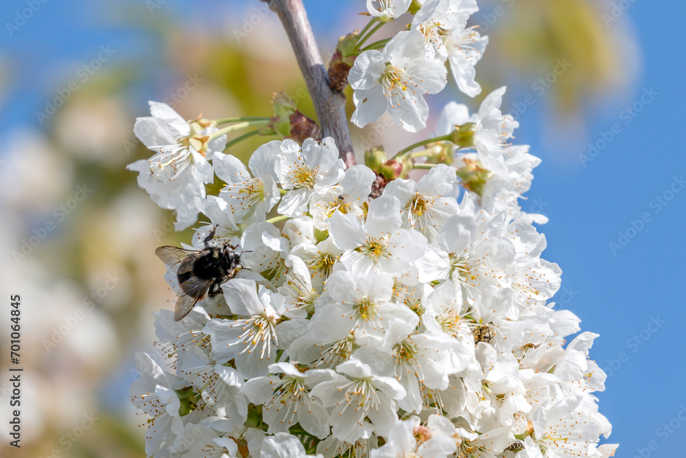 Orchard mason bee (Osmia lignaria) on a white cherry tree Orchard mason bee (Osmia lignaria) on a white cherry tree