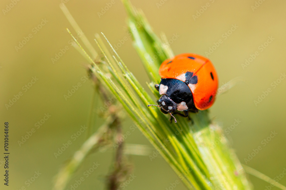 Fototapeta premium Seven spot ladybird (Coccinella septempunctata)