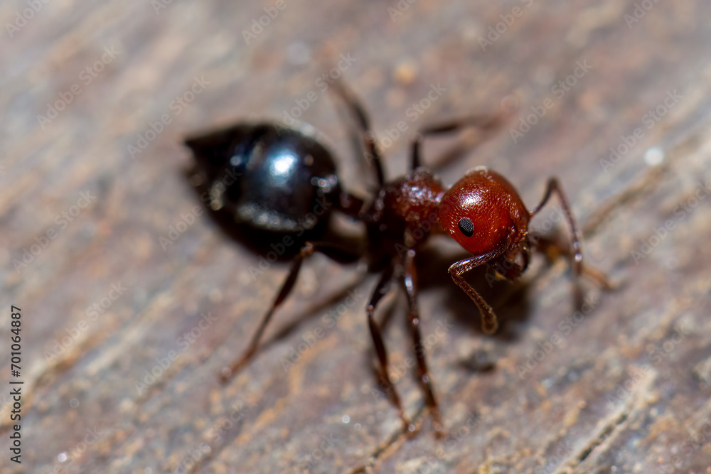 Close up on Crematogaster scutellaris Close up on Crematogaster scutellaris