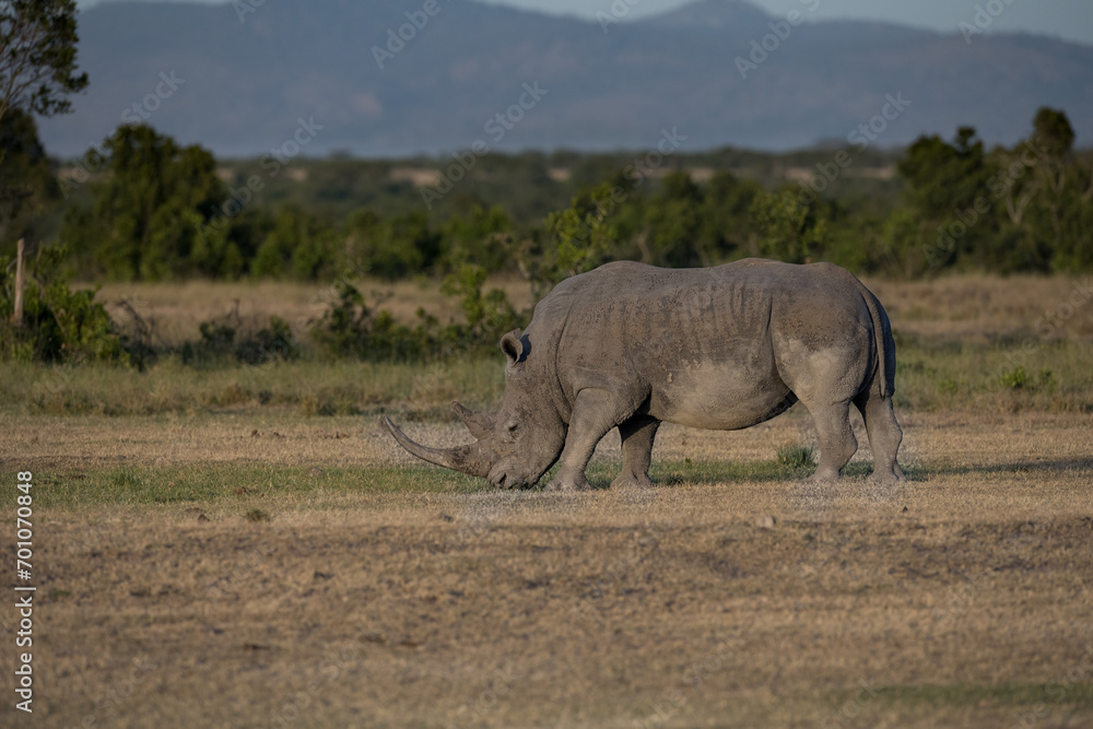 the last Rhinos in Africa are threatend with extinction the last Rhinos in Africa are threatend with extinction