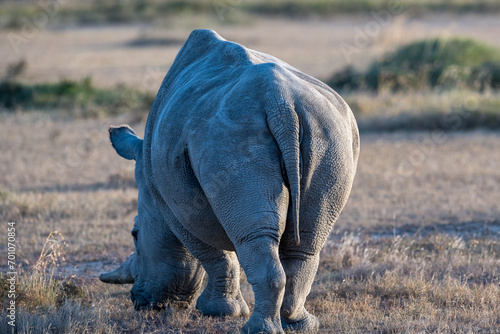 the last Rhinos in Africa are threatend with extinction photo
