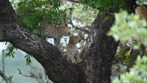 Two cute Leopard cubs in a tree in Kruger National park, South Africa ; Specie Panthera pardus family of Felidae photo