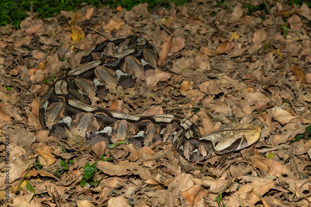 Gaboon Adder (Bitis gabonica), also called the Gaboon Viper, displaying its beautiful camouflage patterns against the dead leaves of the forest floor Gaboon Adder (Bitis gabonica), also called the Gaboon Viper, displaying its beautiful camouflage patterns against the dead leaves of the forest floor