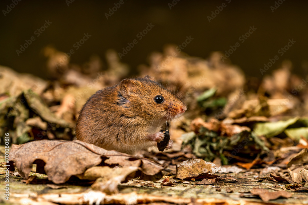 Eurasian harvest mouse (Micromys minutus)h Eurasian harvest mouse (Micromys minutus)h