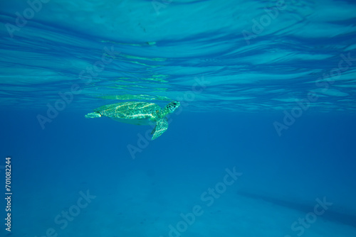 Carisle Bay, Barbados, Caribbean Sea: an isolated sea turtle in the transparent tropical water on white sand. © Giongi63