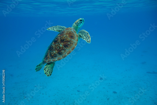 Carisle Bay, Barbados, Caribbean Sea: swimming of an isolated sea turtle in the transparent tropical water.