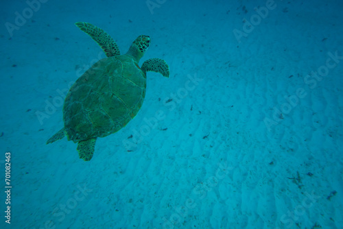 Carisle Bay, Barbados, Caribbean Sea: an isolated sea turtle in the transparent tropical water on white sand.