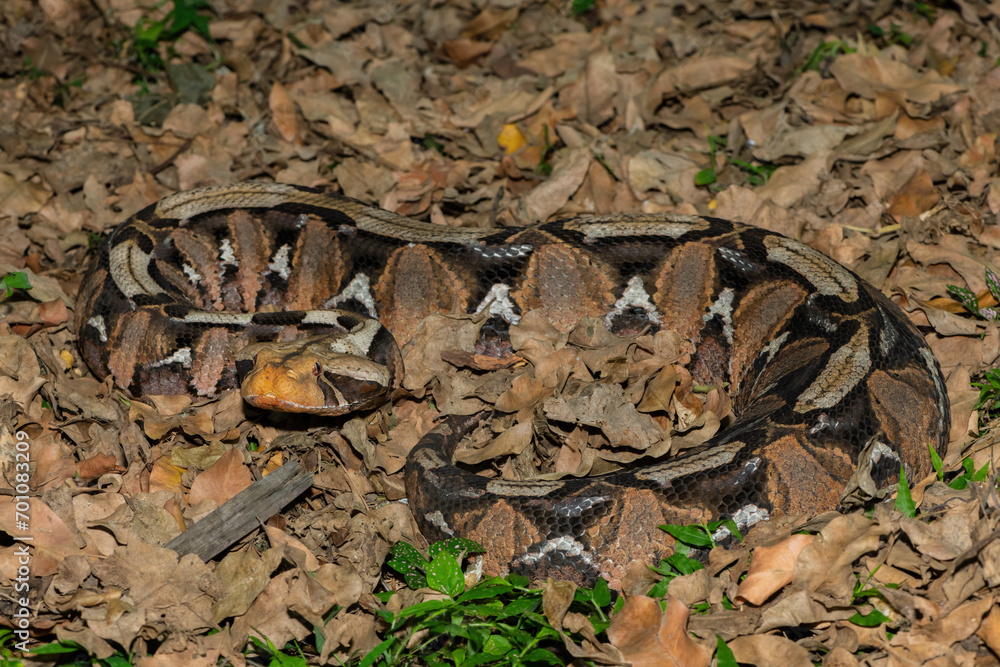 The beautiful camouflage of the Gaboon Adder (Bitis gabonica), also called the Gaboon Viper, in its natural habitat 