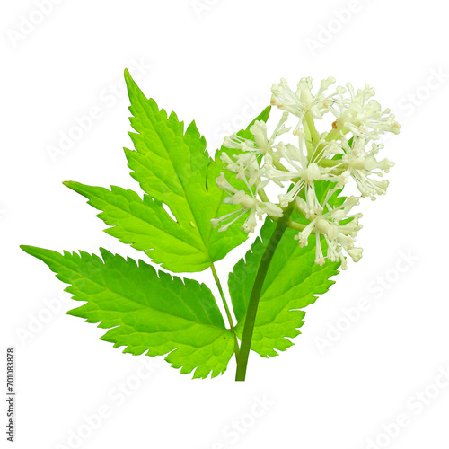 Actaea pachypoda  White Baneberry  Native North American Woodland Wildflower Isolated