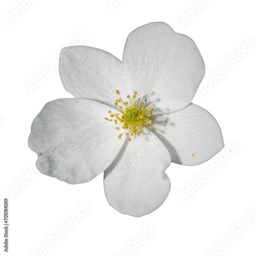 Anemone canadensis (Canada Anemone) Native North American Prairie Wildflower Isolated on White Background photo