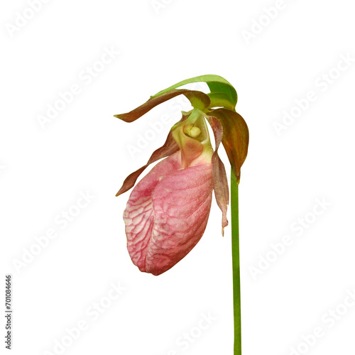 Cypripedium acaule (Pink Lady's Slipper) Native North American Orchid Wildflower Isolate on White Background  photo