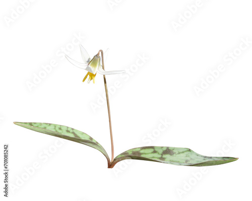 Erythronium albidum (White Trout Lily) Woodland Spring Wildflower Isolated photo