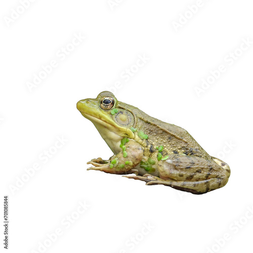 Green Frog (Lithobates clamitans) North American Amphibian Isolated on White Background 