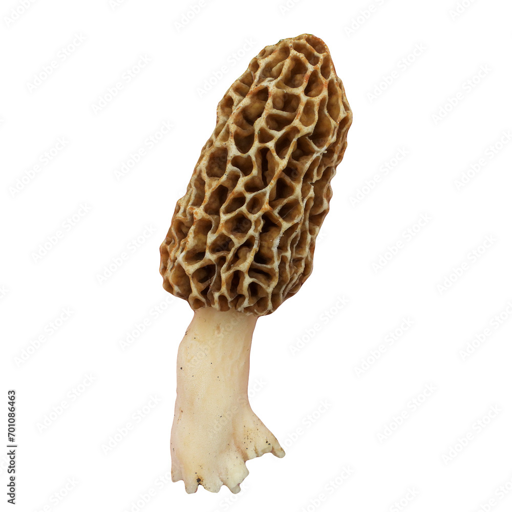 Morel (Morchella) Edible Culinary Mushroom Isolated Morel (Morchella) Edible Culinary Mushroom Isolated