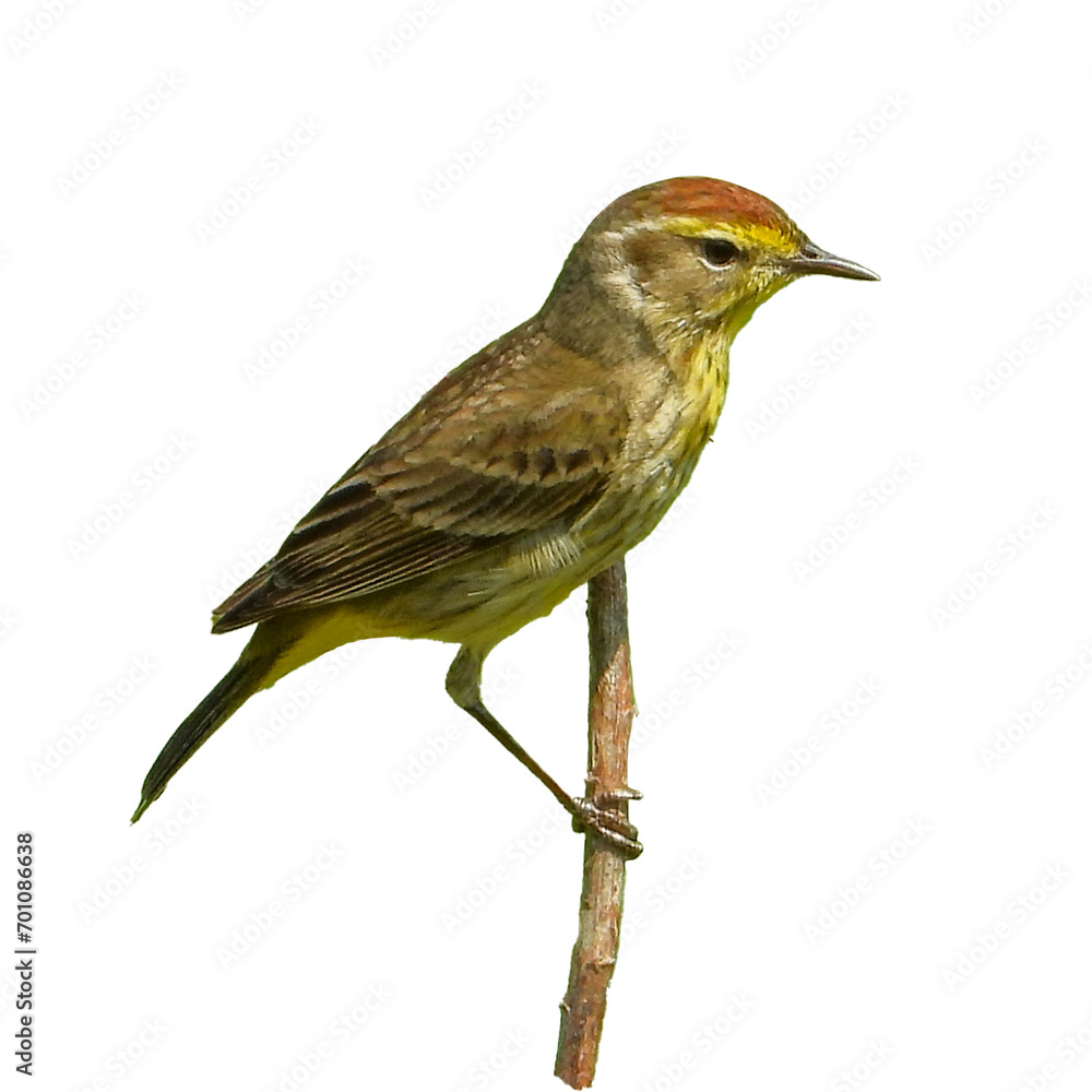 Fototapeta premium Palm Warbler (Setophaga palmarum) Migrating Songbird Isolated on White