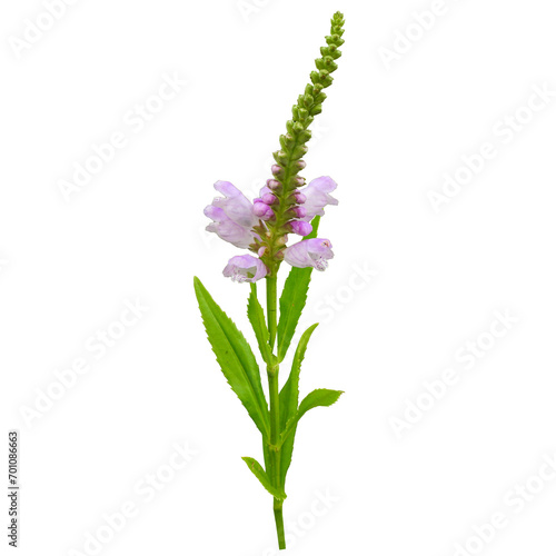 Isolated Obedient Plant  Physostegia virginiana  Native North American Wildflower 