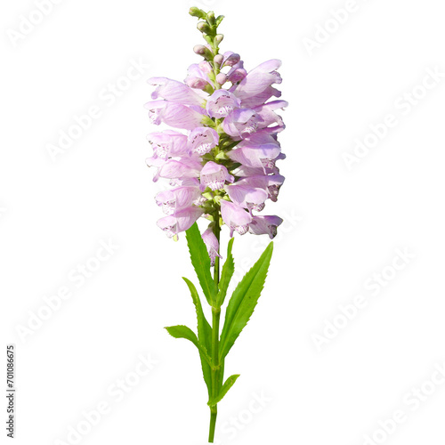 Isolated Obedient Plant (Physostegia virginiana) Native North American Wildflower  photo