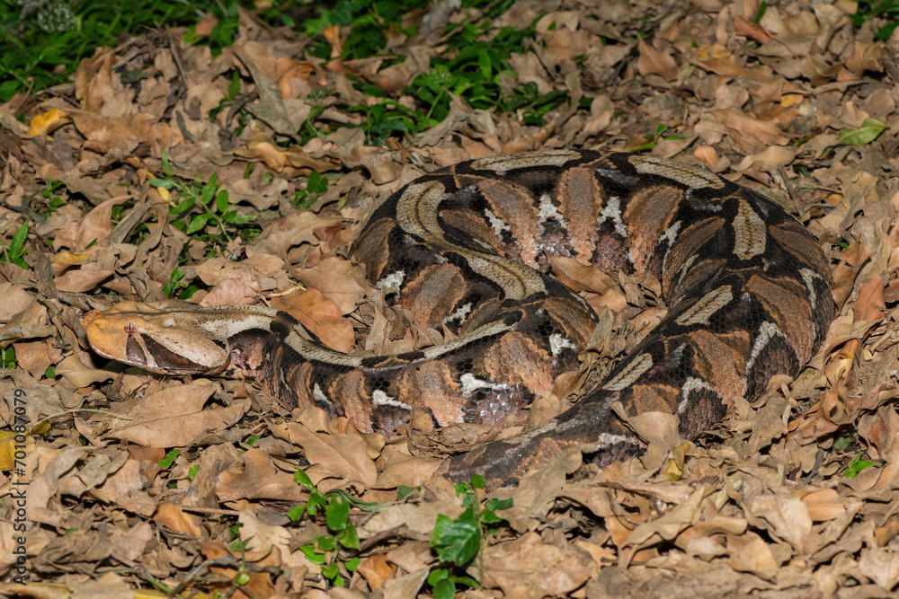 Gaboon Adder (Bitis gabonica), also called the Gaboon Viper, displaying its beautiful camouflage patterns against the dead leaves of the forest floor Gaboon Adder (Bitis gabonica), also called the Gaboon Viper, displaying its beautiful camouflage patterns against the dead leaves of the forest floor